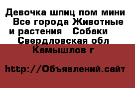 Девочка шпиц пом мини - Все города Животные и растения » Собаки   . Свердловская обл.,Камышлов г.